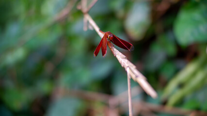 close up the red dragonfly or by the term "Neurothermis stigmatizans"