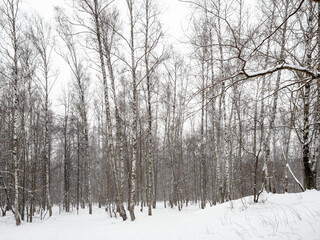 bare birch grove in snowy park during snowfall