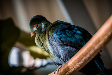 Guinea Turaco also known as Green Turaco, Tauraco persa
