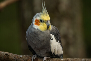 Yellow-gray parrot cockatiel sits on a tree branch. Beautiful colors.