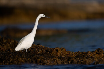 A Little Egret (Egretta garzetta) foraging at the  Mediterranean coast.