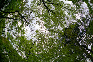 Obraz premium 真如堂境内の日本楓の若葉