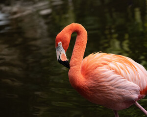 Flamingo with light and dark pink feathers, long elegant neck, and black tipped beak is standing in profile against darkened water.