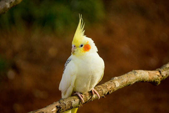Yellow-gray parrot cockatiel sits on a tree branch. Beautiful colors.