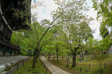 真如堂境内の日本楓の若葉
