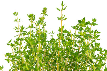 Fresh thyme herb on white background. Bouquet of thyme isolated.