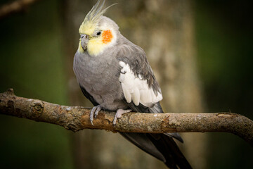 Yellow-gray parrot cockatiel sits on a tree branch. Beautiful colors.