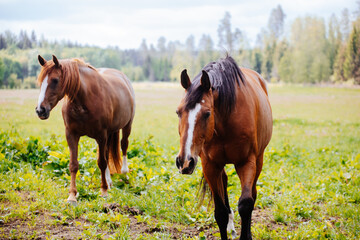 Fototapeta premium Two horses in a green meadow
