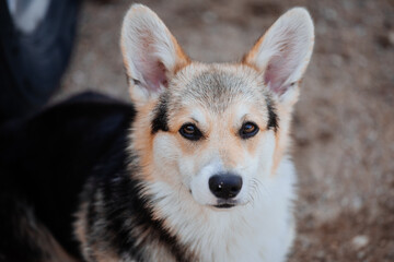 portrait of a corgi  dog