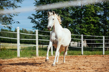 white horse running  in  training  field