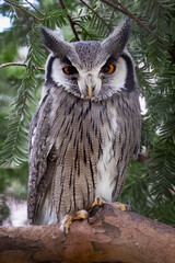 northern white-faced owl, Ptilopsis leucotis, birds on tree in forest