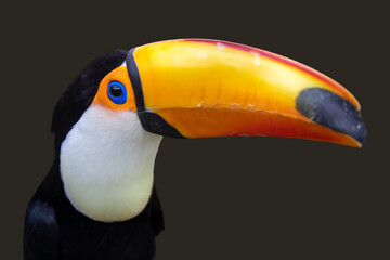 A toco toucan, Ramphastos toco