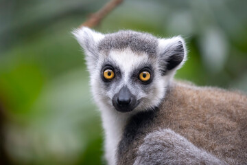 Ring-tailed monkey, lemur catta - 486348968