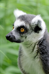 Ring-tailed monkey, lemur catta