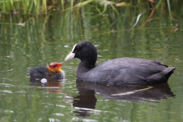 Fulica atra, birds in pond, mom and chick