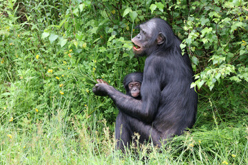 bonobo monkeys in nature, Pan paniscus mother with baby