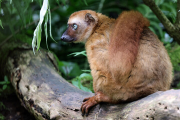 Naklejka na ściany i meble blue-eyed black lemur in nature, Eulemur flavifrons