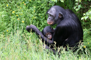 bonobo monkeys in nature, Pan paniscus mother with baby