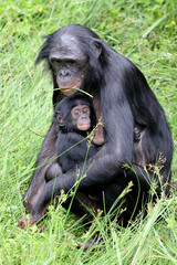 bonobo monkeys in nature, Pan paniscus mother with baby - 486348984