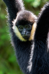 Northern white-cheeked gibbon, baby monkey