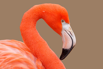 bright red American flamingo, close up - obrazy, fototapety, plakaty