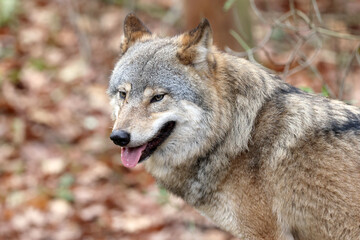 Eurasian wolf, Canis lupus lupus outdoors