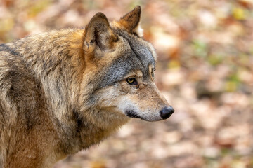 Eurasian wolf, Canis lupus lupus outdoors