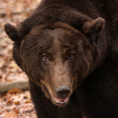 Fototapeta na wymiar Brown Bear, Ursus arctos, close up