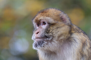 Obraz premium Barbary macaque, Macaca sylvanus, primate head portrait