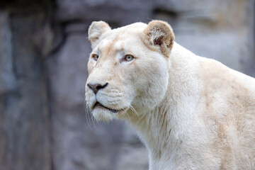 Obraz na płótnie Canvas white fur Lioness, Panthera Leo