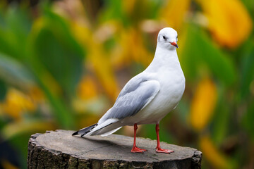 Chroicocephalus ridibundus, white birds on tree trunk