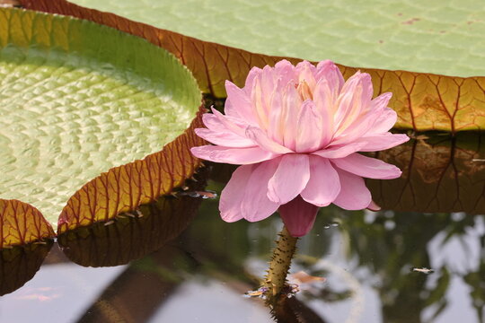 Victoria amazonica, lotus flower in water