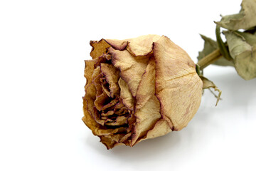 dried pink on white background