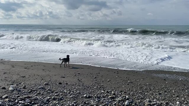 Dogs run along the pebble beach by the sea. 