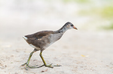 bird with big long fingers is walking