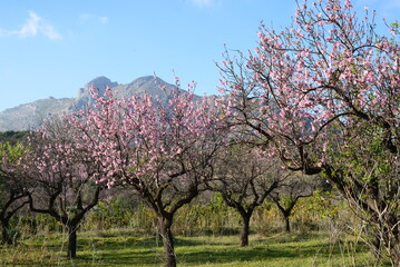 Blühender Mandelbaum in Spanien