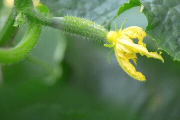Yung cucumbers grow in the greenhouse.