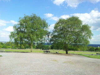 Trees, Crystal Palace Park