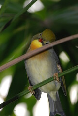 Red-billed Leothrix