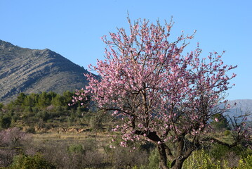Spanischer Mandelbaum in voller Blüte
