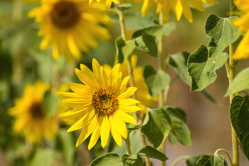 Yellow sunflower flowers on a field on a summer sunny day, on a natural blurred background, close-up. Background with sunflower flowers. 