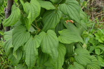 Barbasco or Dioscorea composita plant in the garden.