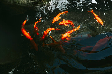 abstract background blurred in motion red carp koi fish in pond near spa area in hotel