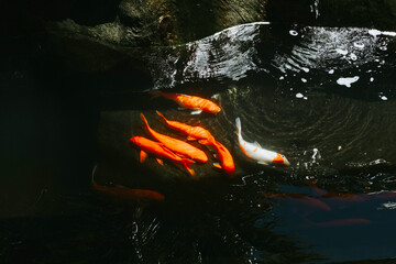 abstract background blurred in motion red carp koi fish in pond near spa area in hotel