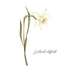 Watercolor Daffodil floral element. Hand drawn spring white flower. Botanical illustration on white background. Blooming vintage flower 