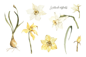 Watercolor narcissus clipart. Floral spring illustration. - obrazy, fototapety, plakaty