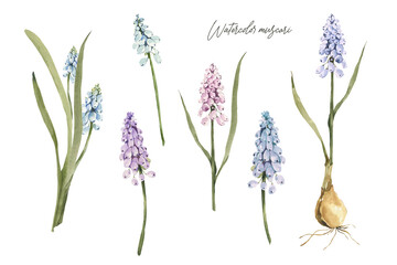 Watercolor muscari clipart. Floral spring png illustration.