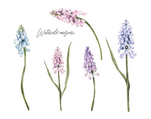 Obraz premium Watercolor Muscari floral elements. Hand drawn spring blue, pink and violet flowers. Botanical illustration on white background. Blooming flowers and leaves.