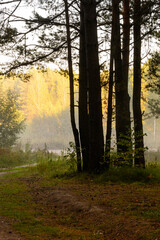 Evening forest. Trees are illuminated by the setting sun.