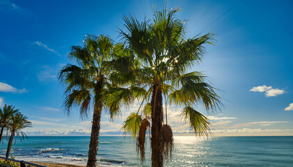 Fototapeta na wymiar Lush palm trees and Mediterranean Sea. Benalmadena. Malaga, Spain